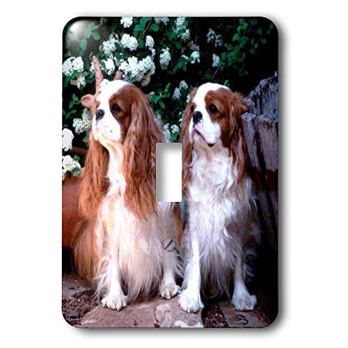  3dRose LLC lsp_1172_1 - Due Blenheim Cavalier King Spaniel, interruttore a levetta singolo
