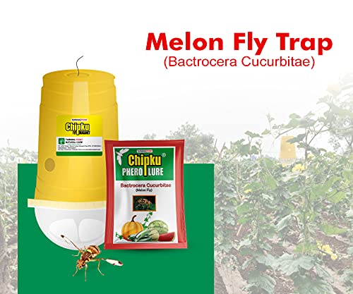 Image of Chipku ECO Trap /IPM Trap /Glass Trap /Melon Fly Trap- Useful for Melon cucurbitae Bottle Guard All Vegetable -100 Pieces