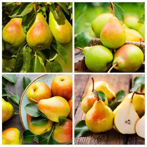 35+ Seed Common Pear Tree Fruit Seeds for Planting Outdoor-Non-GMO Heirloom Sweet Rare Pear Fruit Plant in Your Home Garden