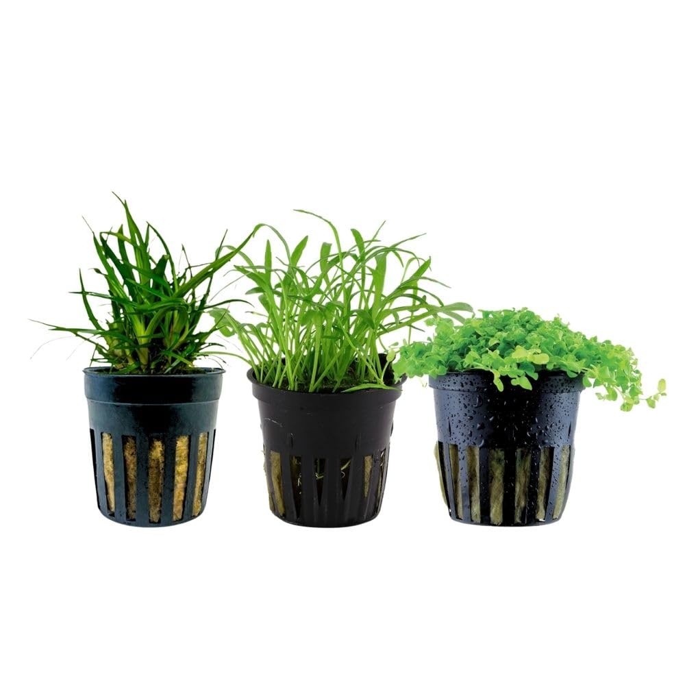 AquaOne Aquarium Pflanzen I 3X Wasserpflanzen I Vordergrund Aquarienpflanzen I Alternanthera Lilaeopsis Helanthium Micranthemum I Set mit 5 Vordergrundpflanzen