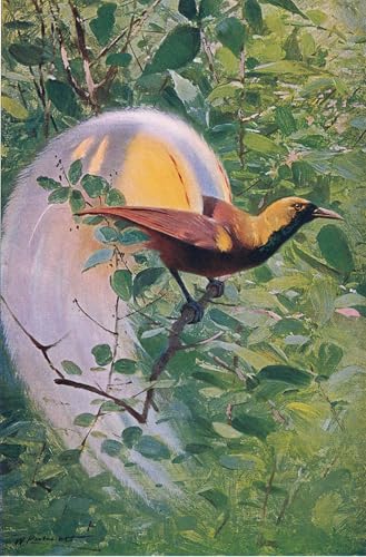 Toile oiseau de paradis SERENDIPITP 60x90cm pour habiller un mur vide de chambre