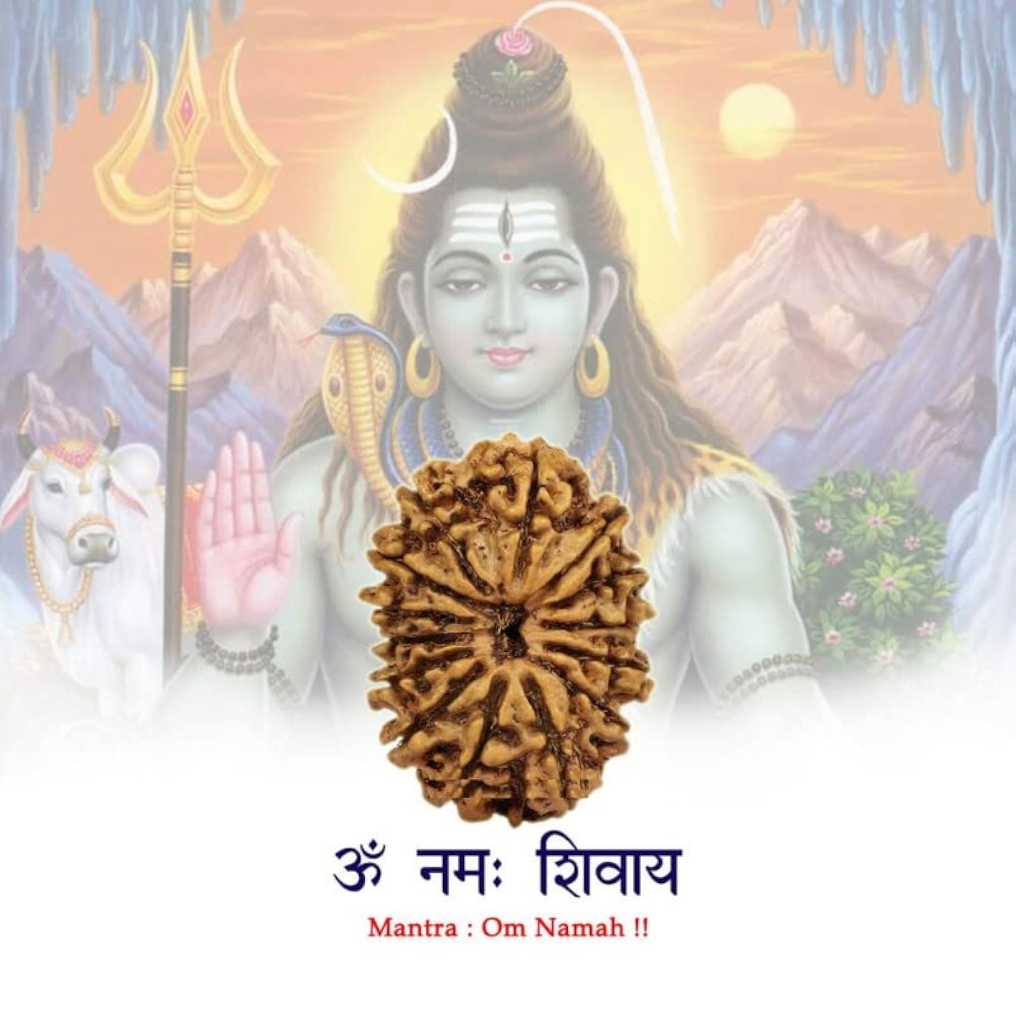 Genuine Brown 14 Faced Rudraksha from Nepal