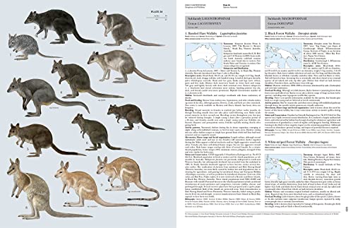 Handbook of the Mammals of the World - Volume 5: Monotremes and Marsupials (Handbook of Mammals of the World) - Image 12