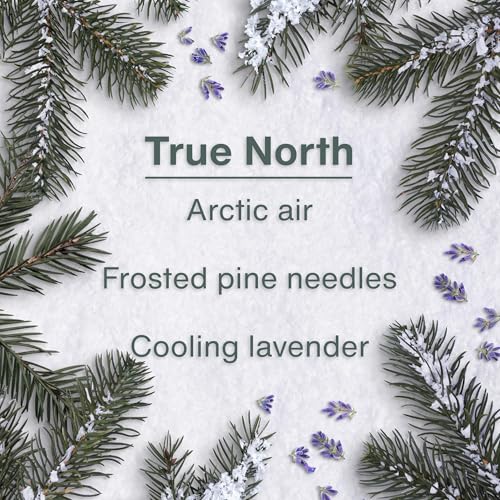 LITTLE Air Fresheners Car Air Freshener. Hanging Tree Provides Long Lasting Scent for Auto or Home. True North, 24 Air Fresheners by LITTLE TREES - Image 4