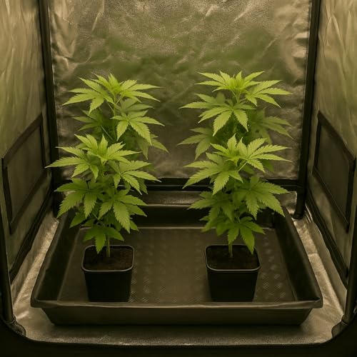 Weedness Flexible Auffang-Wanne 80 x 80 x 12 cm Kunststoff Wasserdicht - Pflanzboden Grow Anbau Blumentopf Plastik Pflanz-Schale Untersetzer Pflanzen