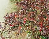 Rosa nitida 40–60 cm – Winterhart, Mehrjährig, Pflegeleicht – Glanzrose – Zierstrauch für Beet & Rabatte