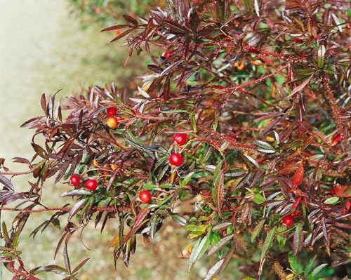 Rosa nitida 40–60 cm – Winterhart, Mehrjährig, Pflegeleicht – Glanzrose – Zierstrauch für Beet & Rabatte