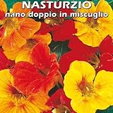 Floriana-Bulbose
