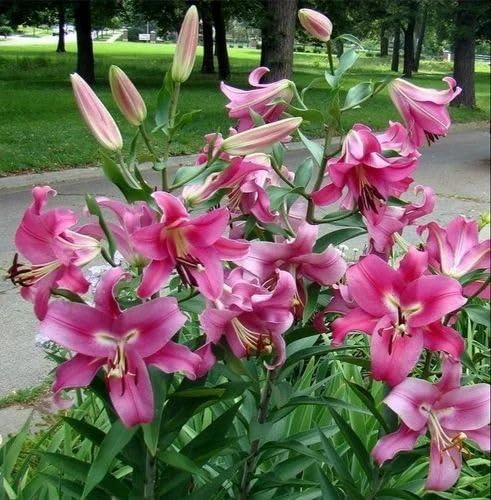 Oriental Lily Bulbs - Pink Tabledance -1