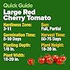 HOME GROWN Large Red Cherry Tomato Seeds Pack 500 High Germination Heirloom Seeds Vegetable Seeds for Garden,Homestead & Self-Sufficient Growing(Solanum lycopersicum) #4