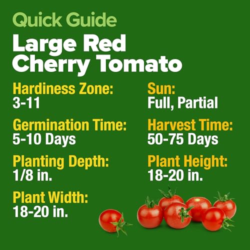 Image of HOME GROWN Large Red Cherry Tomato Seeds 1000+ Heirloom Non-GMO Seeds for Planting, High Germination,Indeterminate, Sweet & Juicy Salad Tomatoes,Prolific Garden Crop,Sustainable (Solanum lycopersicum)