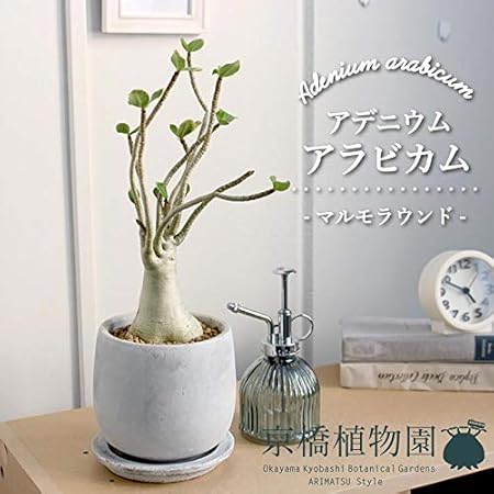 Amazon マルモラウンドsサイズ アデニウム アラビカム 観葉植物 オンライン通販