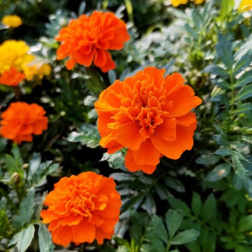 Semi di calendula biologici - esotiche resistenti tappezzante in vaso decorazioni 150pcs