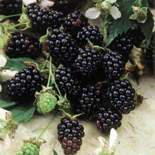 BlackBerry Plants Sweetie-Pie Price Includes Four (4) Plants