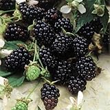Blackberry Plants 