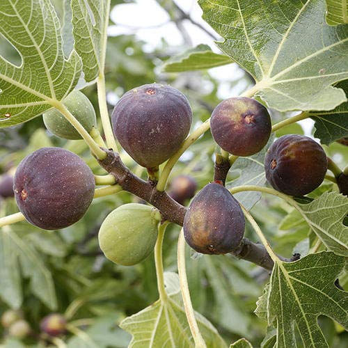 Ficus Celeste Fig Tree live plant cold hardy
