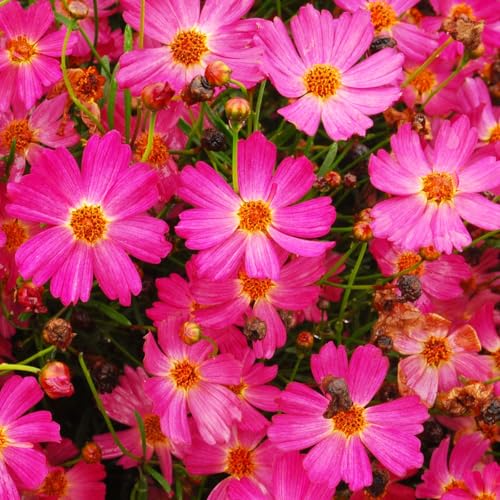 300+Pink Perennial Coreopsis Flower Seeds to Plant Outdoor-Coreopsis Rosea Seed for Planting Non-GMO Heirloom