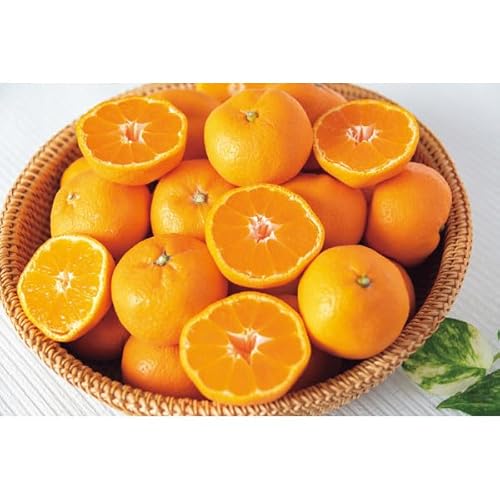 y2025 Εz a̎RY Lc݂ (Ε̂)