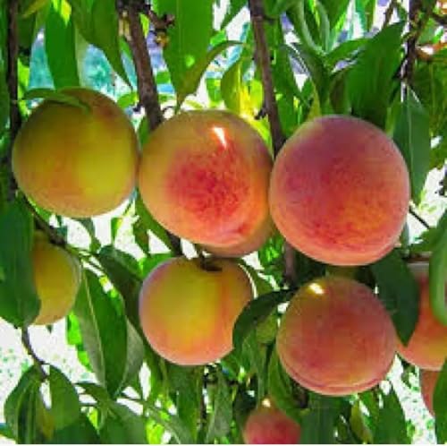 Image of Rare Peach Fruit Grafted Live Plant | Fresh Peach Tree Live Plant for Home Garden | Easy Growing Fruit Plant for Terrace, Balcony & Outdoor Farming | Grafted Plant a€ inch Pack of 1