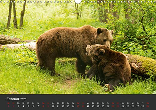 Die grossen Bärentatzen (Wandkalender 2020 DIN A3 quer): Spezielle Bilder von Bären in freier Wildbahn und vom Tierschutz geretteten Tieren. (Monatskalender, 14 Seiten ) (CALVENDO Tiere) Calendar – 1 April 2019 - Image 4