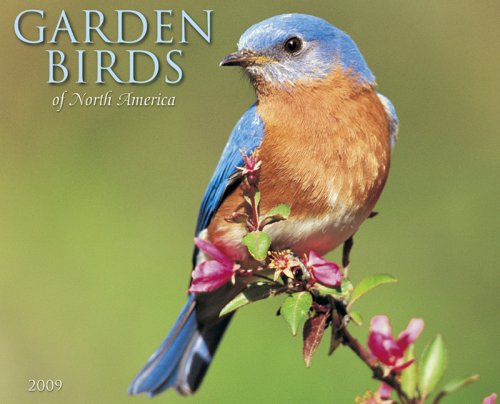 Amazon | Garden Birds 2009 Calendar | Willow Creek Press | Birds ...