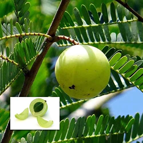 See full amazon price history chart for IXORA Gooseberries Green Amla Variety Amlaki Fruit Grafted Live Plants & Tree(1.5-3 Feet Size) IXORA Gooseberries Green Amla Variety Amlaki Fruit Grafted Live Plants & Tree(1.5-3 Feet Size) (B0BMXTCS6X) Amazon Price History, Amazon Price Tracker
