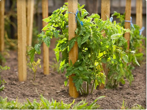 Greenes Fence 4 Ft. Garden Stakes (50 Pack) - Thumbnail 3