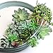 Bioexcel Fake Succulent Plants - Pack of 14 Artificial Succulent Plants - Without Pots Faux Succulents for Indoor and Outdoor Home Decor