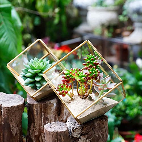 ELEGANTLIFE Geometrisches Pflanzgefäß aus Glas, für Sukkulenten und Luftpflanzen, für Zuhause, Garten, Büro, Dekoration (goldfarben… – Ansicht 4