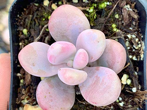 Flowering Plant - Pink Moonstone / Graptopetalum Amethystinum Succulent Plant 2” Pot -. E7 #TOP3