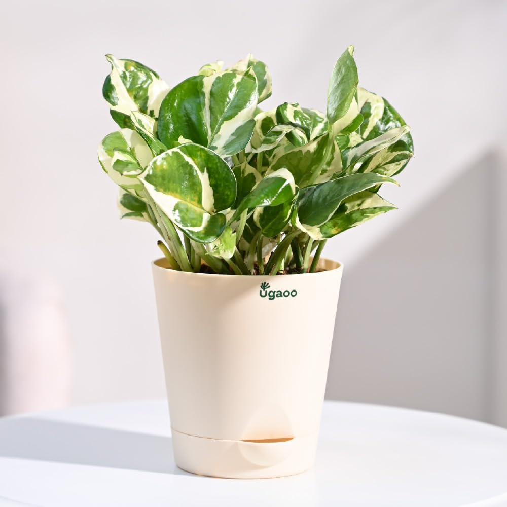 Ugaoo Good Luck Money Plant N' Joy with Self Watering Pot-picture-2