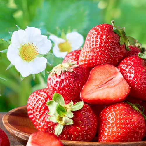 PEG CORPORATION [2026年3月下旬より順次発送]あまおう苺(270g×4P) いちご