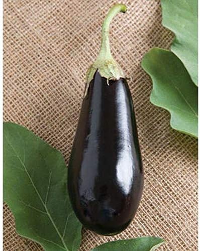 Traviata (F1) Eggplant Seeds - Italian Eggplant with high yields (10 - Seeds)