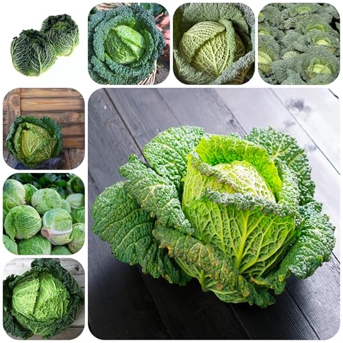 Semillas de coles de Bruselas semillas de hortalizas verduras de invierno plantas resistentes para jardín, Plantas de balcón resistentes Semillas de bonsái para balcón y hortalizas 550pcs
