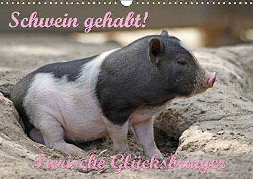 Preisvergleich Produktbild Schwein gehabt! (Wandkalender 2021 DIN A3 quer)