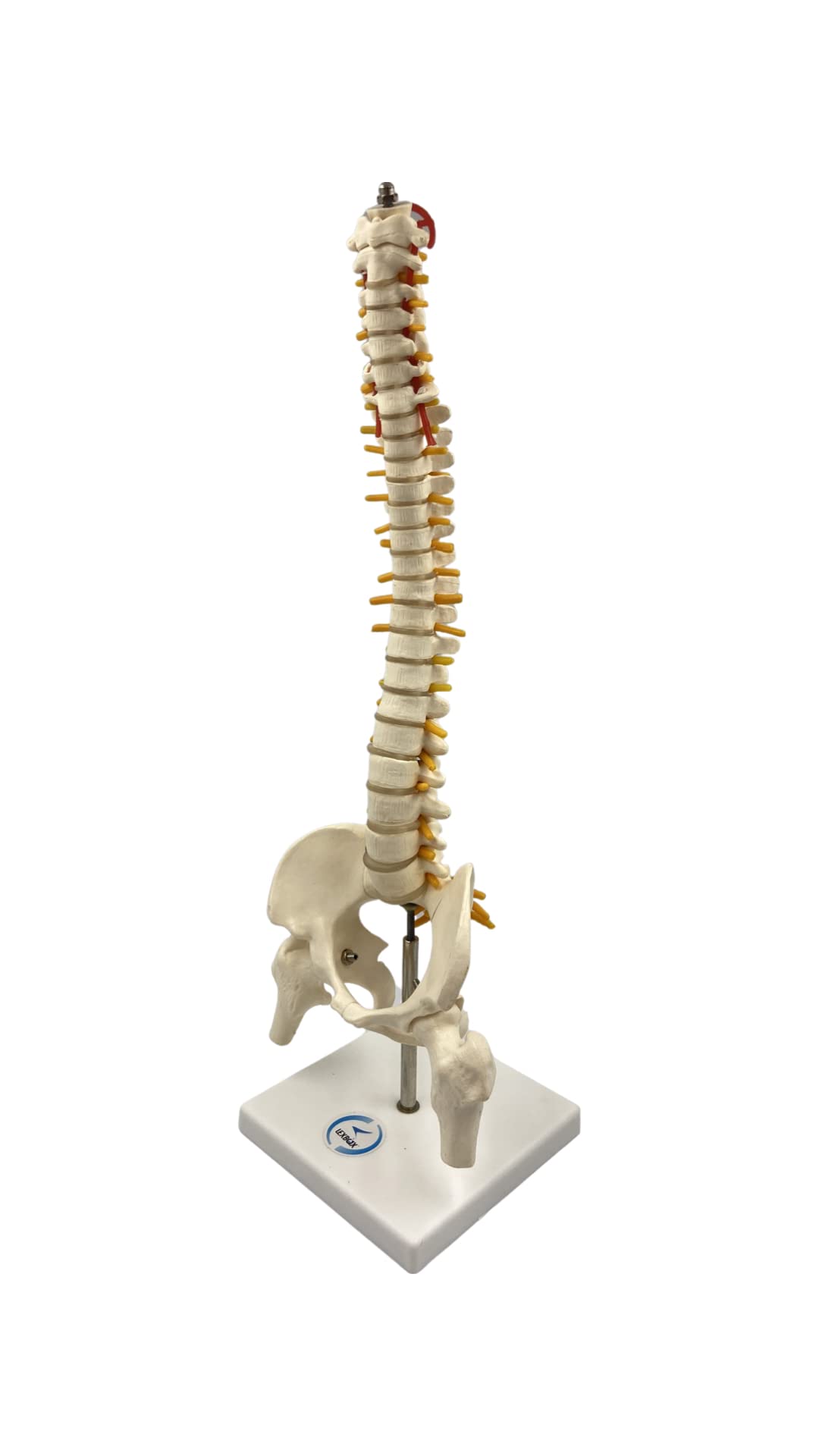 Buy LexBax Human Mini Spine Model (Vertebral/Spinal Column Model) on