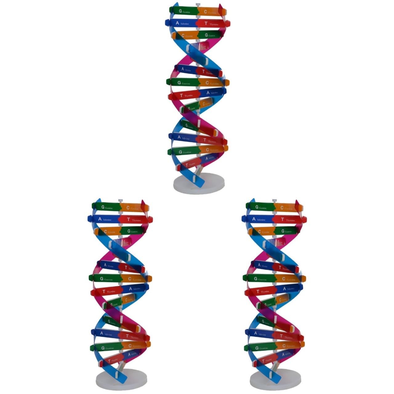 Amazon.co.jp: VICASKY DNAモデル 分子模型 二重らせん DNA 分子構造