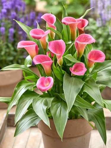 Pink Peace Lily Indoor Live Plant Spathiphyllum Without Pot (Pack...