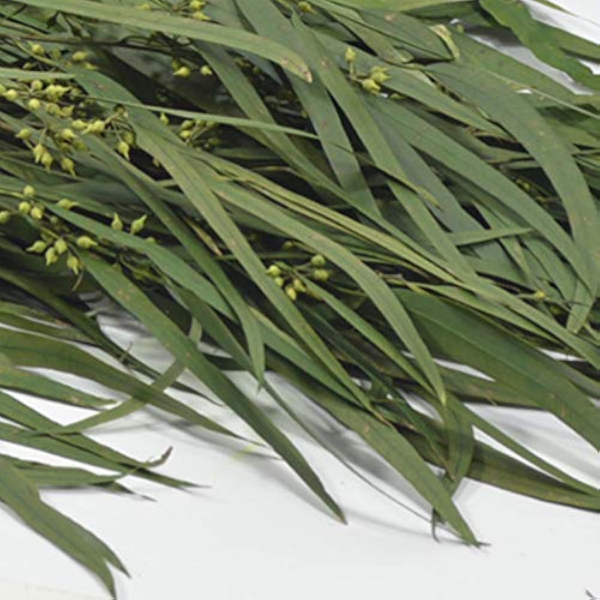 Dried Eucalyptus Preserved Flower Craft Supplies