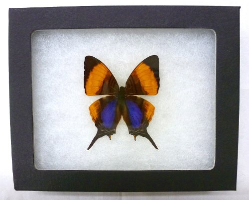Framed Violet Daggerwing Butterfly Riker Mount (5