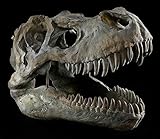 Tyrannosaurus Rex Totenkopf - mittel - Deko Figur Wandrelief