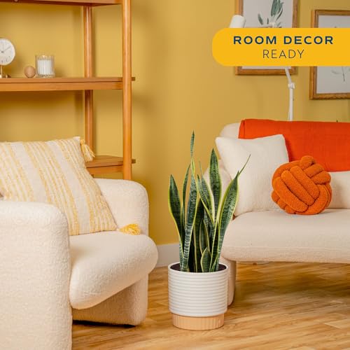 Image of Costa Farms Live Snake Plant, Sansevieria, Easy Care House Plant in Premium Decor Pot, Houseplant in Potting Soil Mix, Succulent Plant Gift for Housewarming, Office and Home Decor, 2-3 Feet Tall
