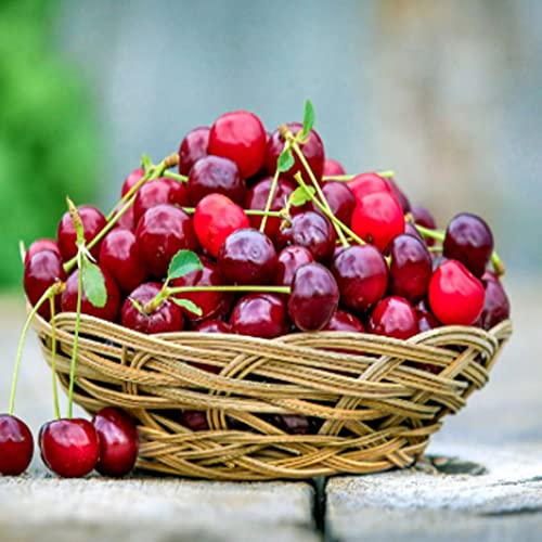 Kviter 20 Seeds Sweet Cherry Tree Prunus Avium - Organic Live Tree Plant Seeds For Your Home And Garden #TOP1