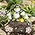 Funny Frog Statues for Garden - 7'' Mothe & Sons Solar Frog Garden Decor Frog Garden Statue for Yard Patio Porch Lawn Birthday Christmas Thanksgiving Housewarming Frog Gifts for Women Mother.