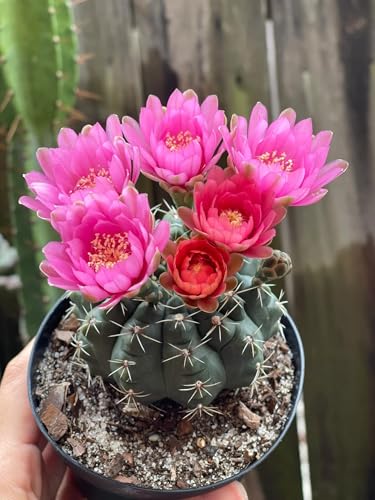 Dwarf Chin Cactus (Gymnocalycium baldianum) - Large - Live Plant
