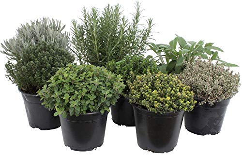 Paquete de hierbas italianas con 5 hierbas/orégano, albahaca, perejil, tomillo, mejorana / 250 semillas/Ideal para el alféizar de la ventana/su propio jardín de hierbas/macetas de hierbas