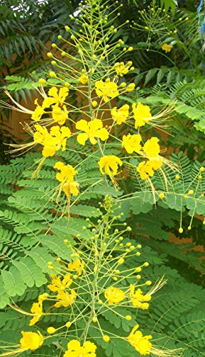 gelber Pfauenstrauch - 20 Samen - Caesalpinia lutea blühende Exoten gelber Pfauenstrauch - 20 Samen - Caesalpinia lutea blühende Exoten