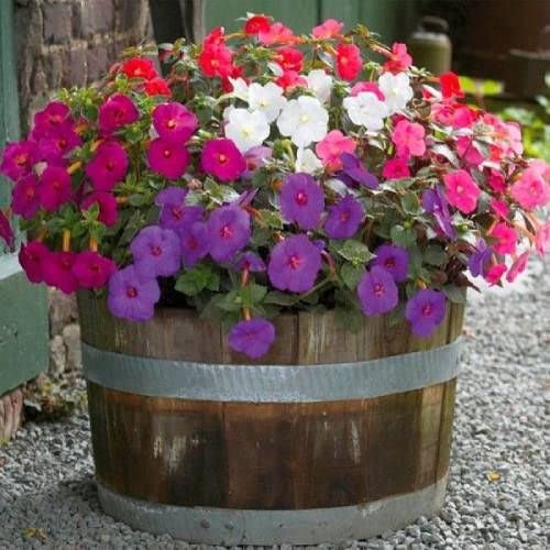 Achimenes Artificial Flower Bulbs for Home Gardening Pack of 5 bulbs By Zabbus Multi-colours 2