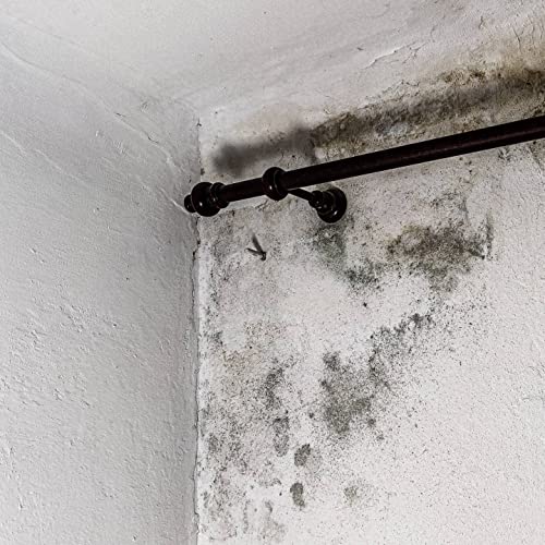 Wer muss wirklich etwas gegen den Schimmel in der Wohnung tun?