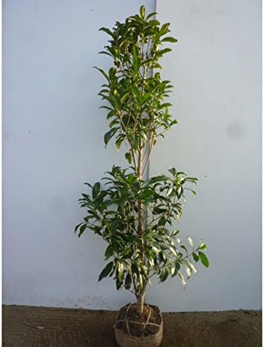 Amazon 植木 庭木 キンモクセイ 樹高1 5m前後 根巻 金木犀 きんもくせい 秋に花を咲かせ優しい香りが特徴生垣用 苗木 植木 苗 庭木 生け垣 1本 1 植木 Amazon 植木 庭木 キンモクセイ 樹高1 5m前後 根巻 金木犀 きんもくせい 秋に花を咲かせ優しい香りが特徴生垣用 苗木 植木 苗 庭木 生け垣 1本 1 植木